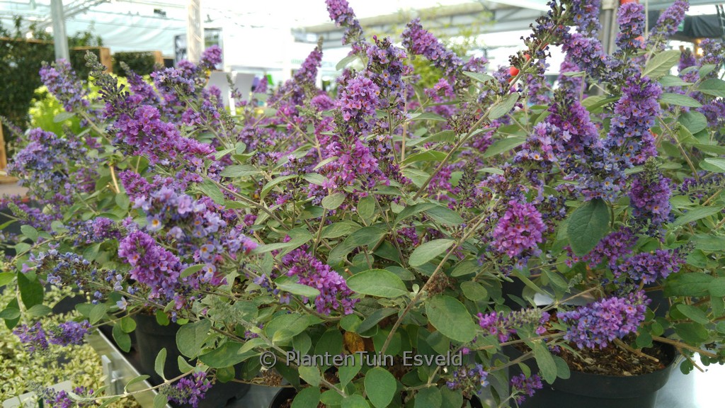 Buddleja davidii ‚NC2009-3‘ (BLUE CHIP JR.)