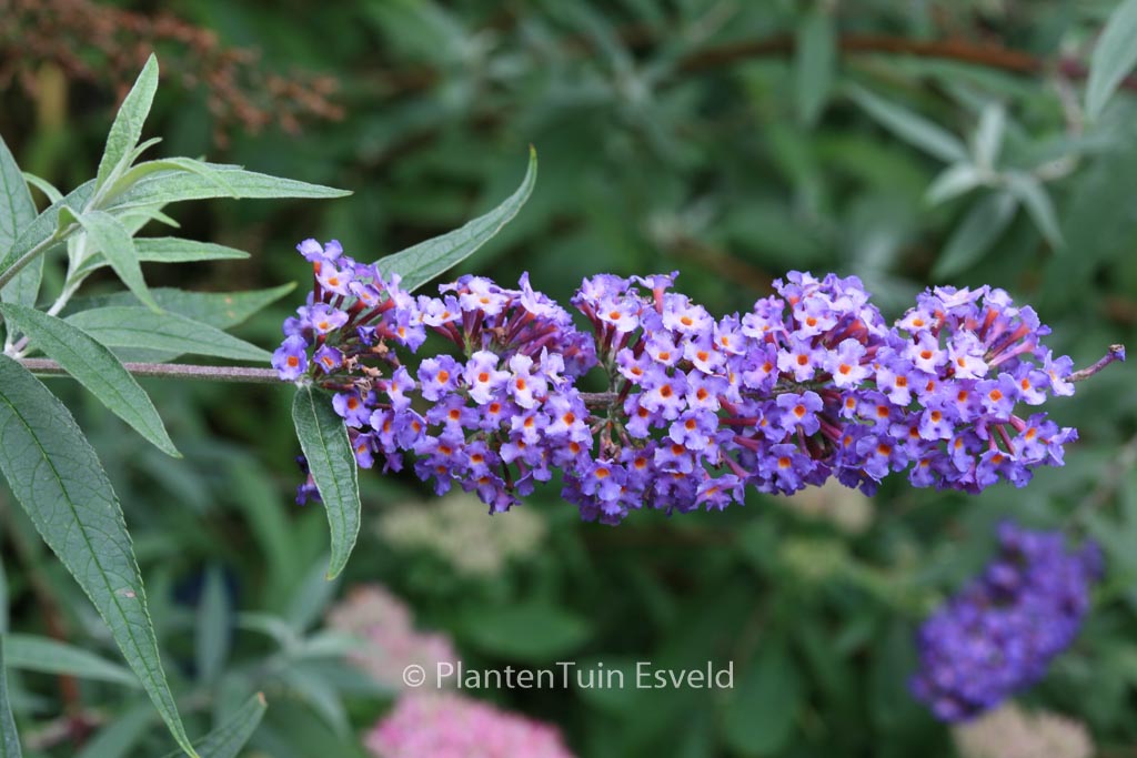 Buddleja davidii ‚Nanho Blue‘