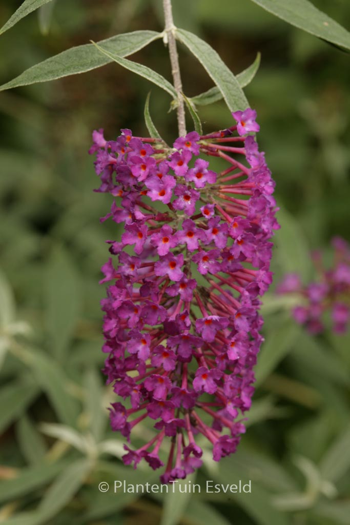 Buddleja davidii ‚Nanho Purple‘