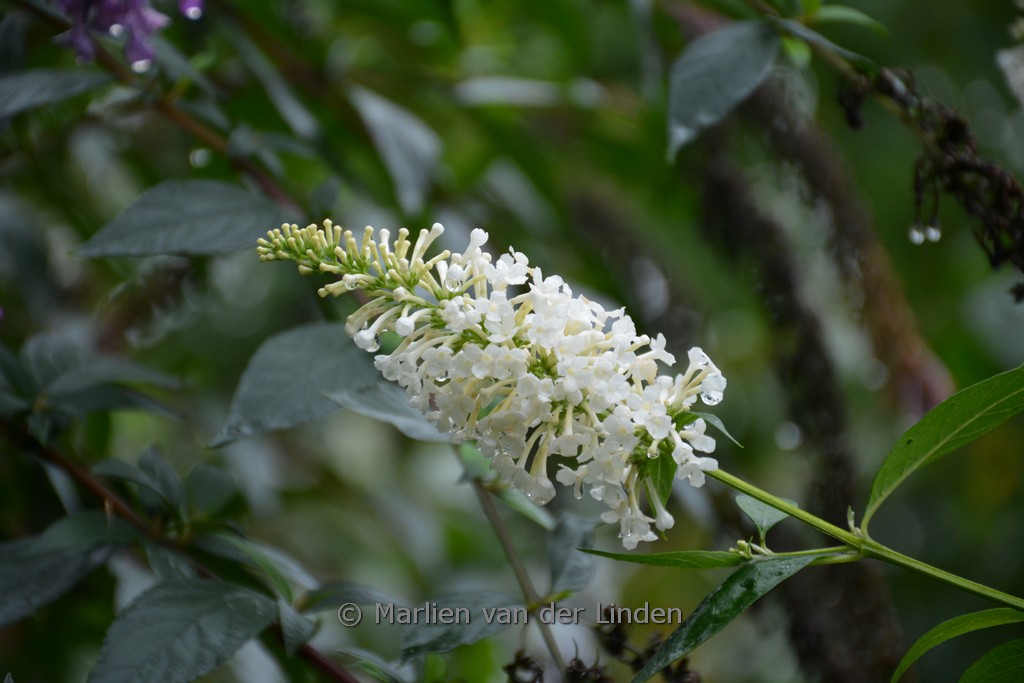 Buddleja davidii ‚Nanho White‘