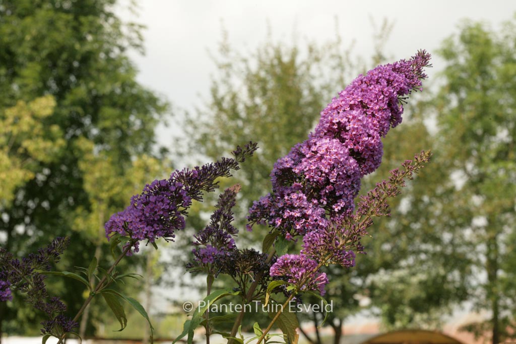 Buddleja davidii ‚Peakeep‘ (PEACOCK)