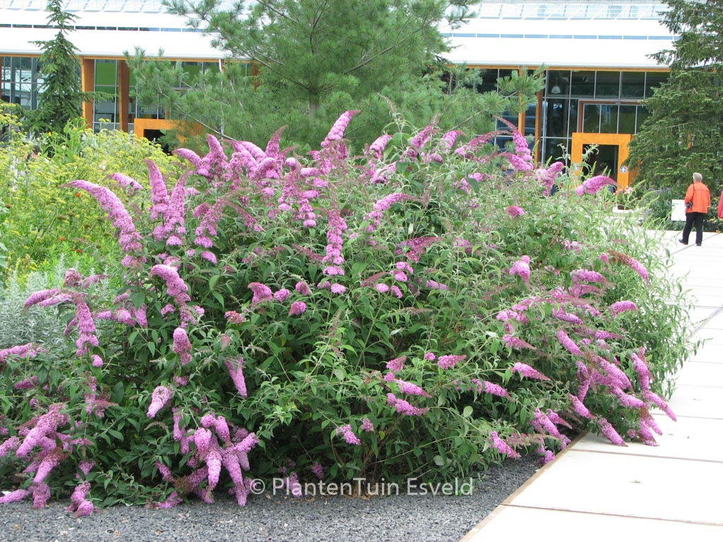 Buddleja davidii ‚Pink Delight‘