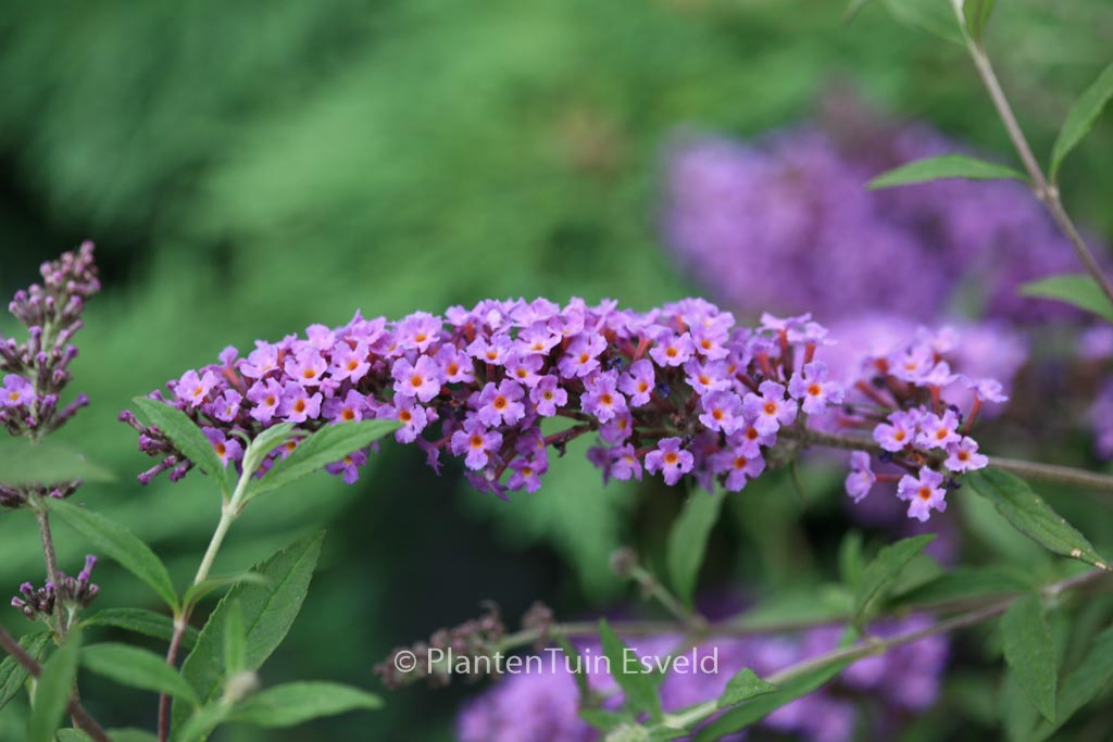 Buddleja davidii ‚Podaras10‘ (FREE PETITE DARK PINK)