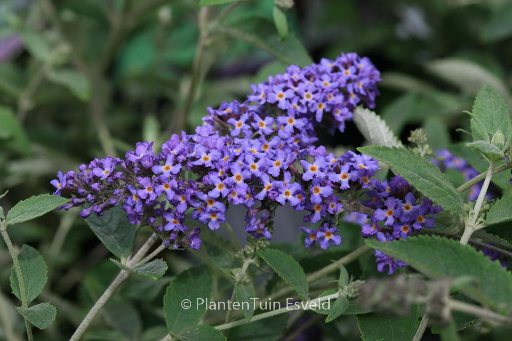 Buddleja davidii ‚Podaras8‘ (FREE PETITE BLUE HEAVEN)