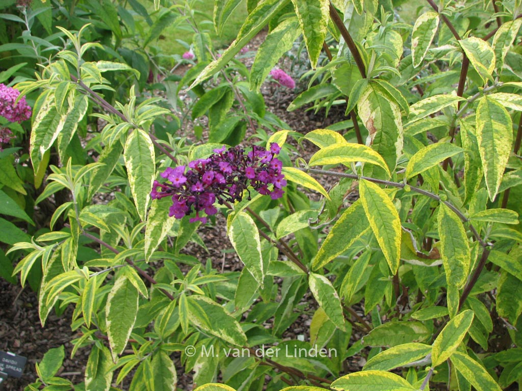 Buddleja davidii ‚Santana‘