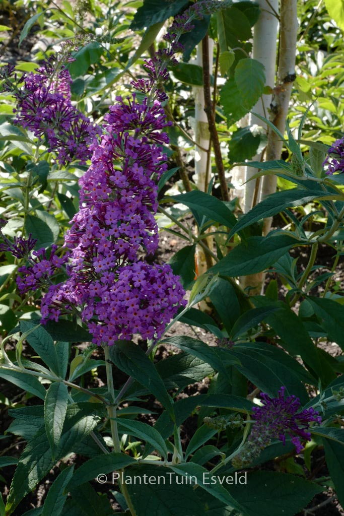 Buddleja davidii ‚Sophie‘