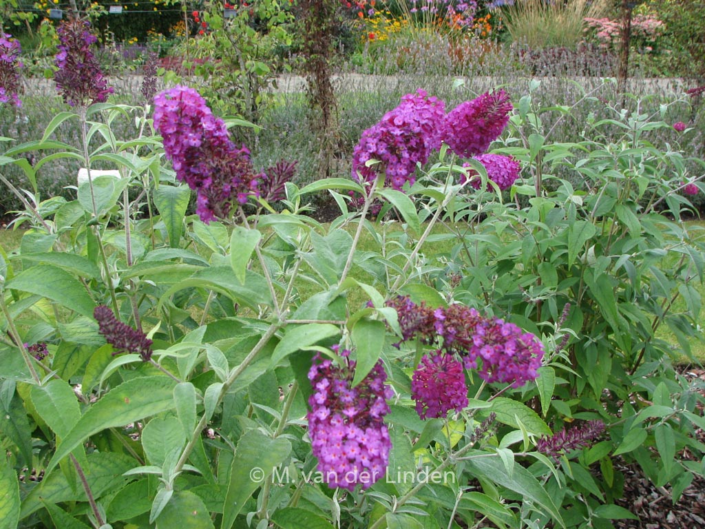 Buddleja davidii ‚Tobudpipur‘ (BUZZ MAGENTA)