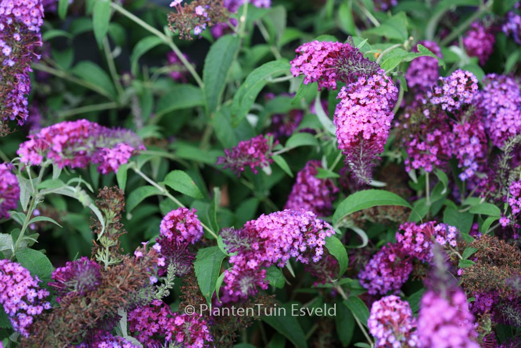 Buddleja davidii ‚Tobudpipur‘ (BUZZ PINK PURPLE)