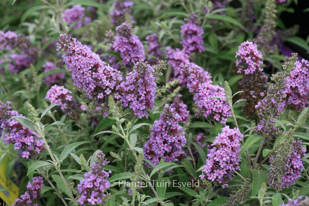 Buddleja davidii ‚Tobudskybl‘ (BUZZ SKY BLUE)
