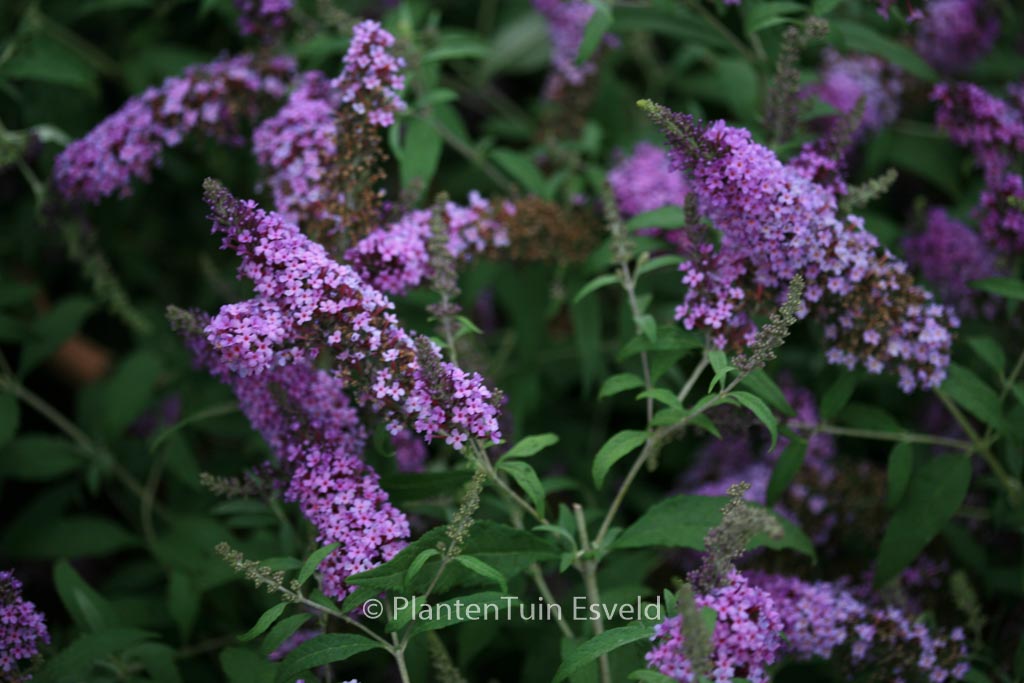 Buddleja davidii ‚Tobudviole‘ (BUZZ VIOLET)