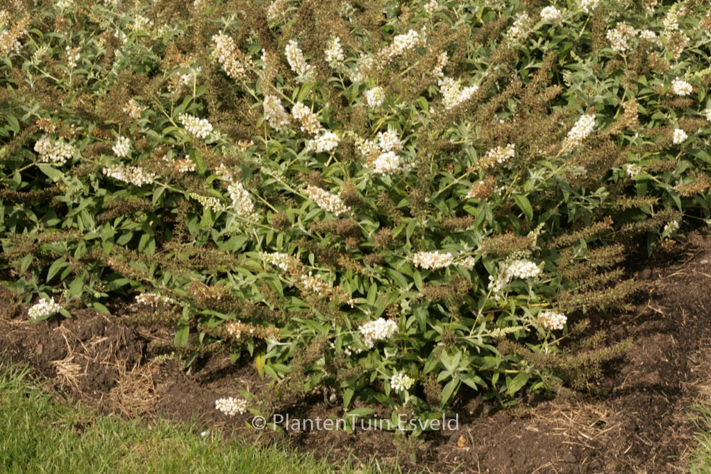 Buddleja davidii ‚White Chip‘