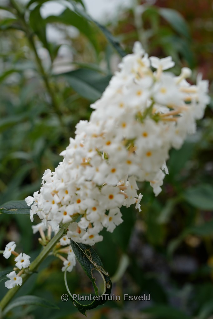 Buddleja davidii ‚White Profusion‘