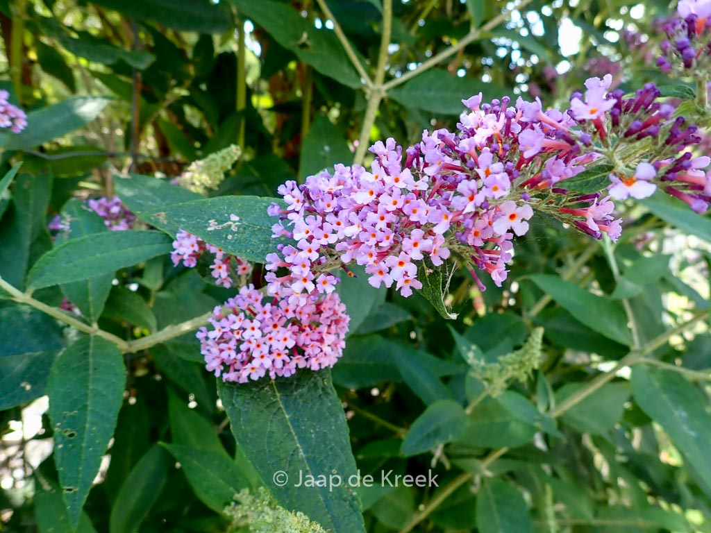 Buddleja davidii
