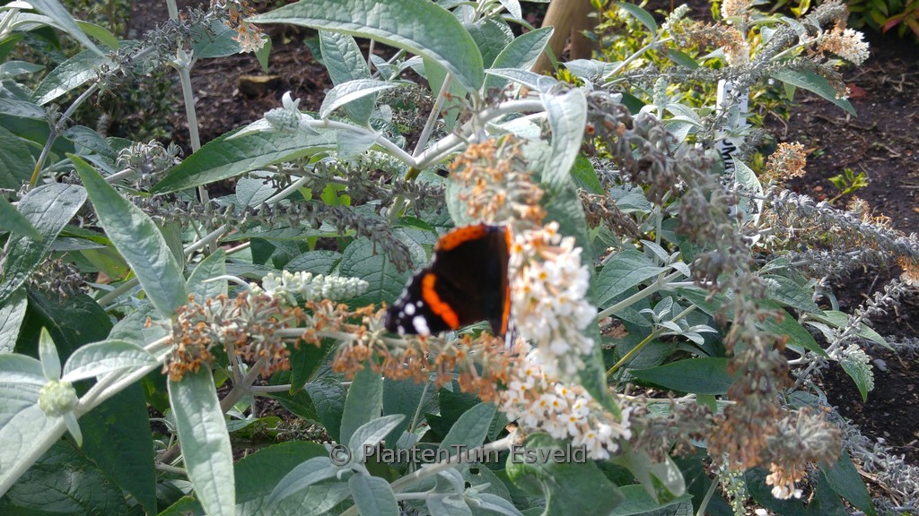 Buddleja fallowiana ‚Alba‘
