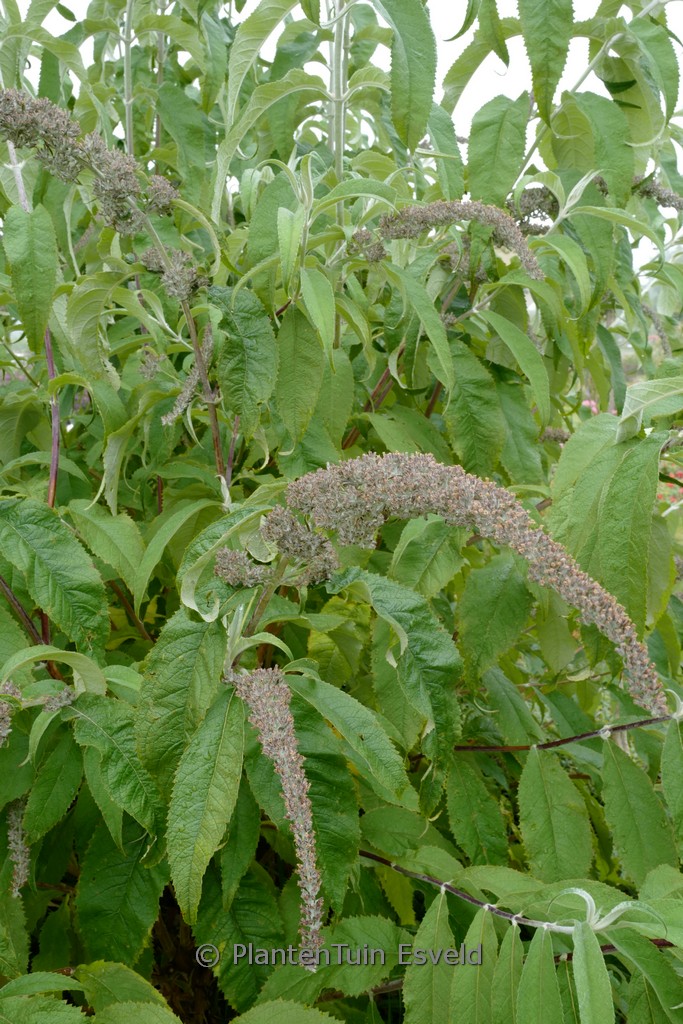 Buddleja salviifolia