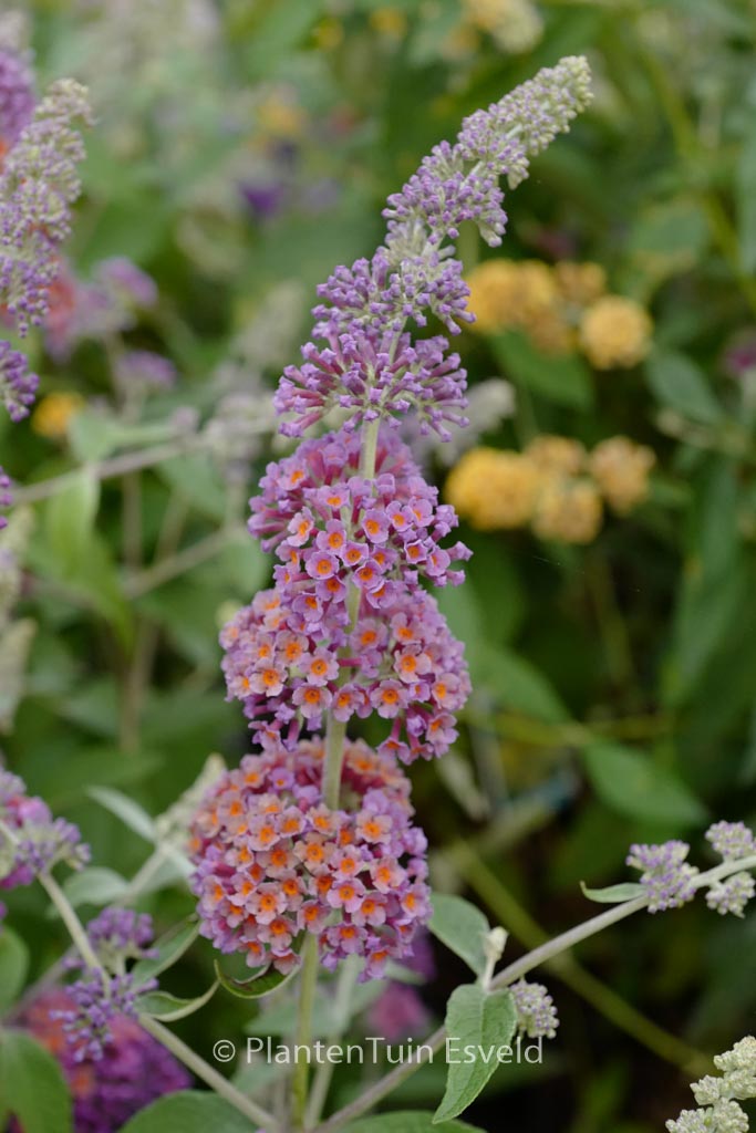 Buddleja weyeriana ‚Flower Power‘