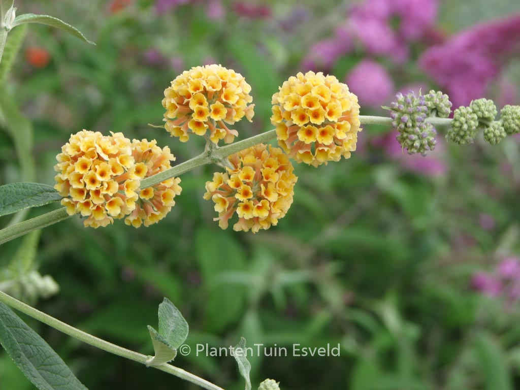 Buddleja weyeriana ‚Sungold‘
