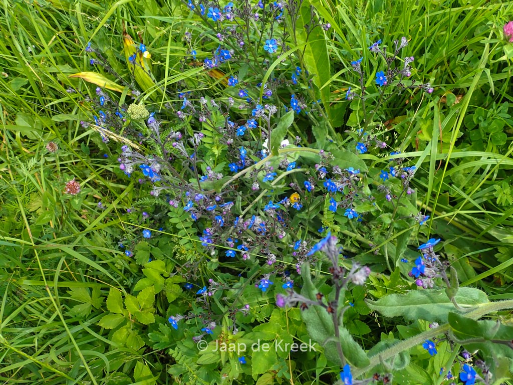 Buglossoides purpurocaerulea