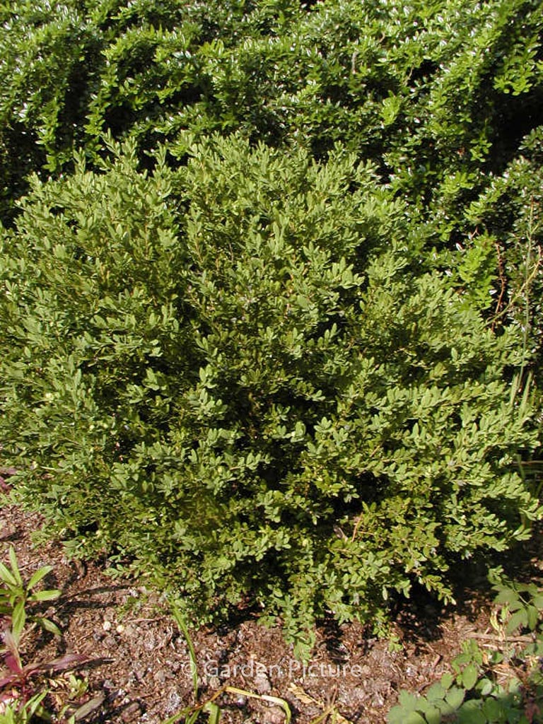 Buxus ‚Green Gem‘