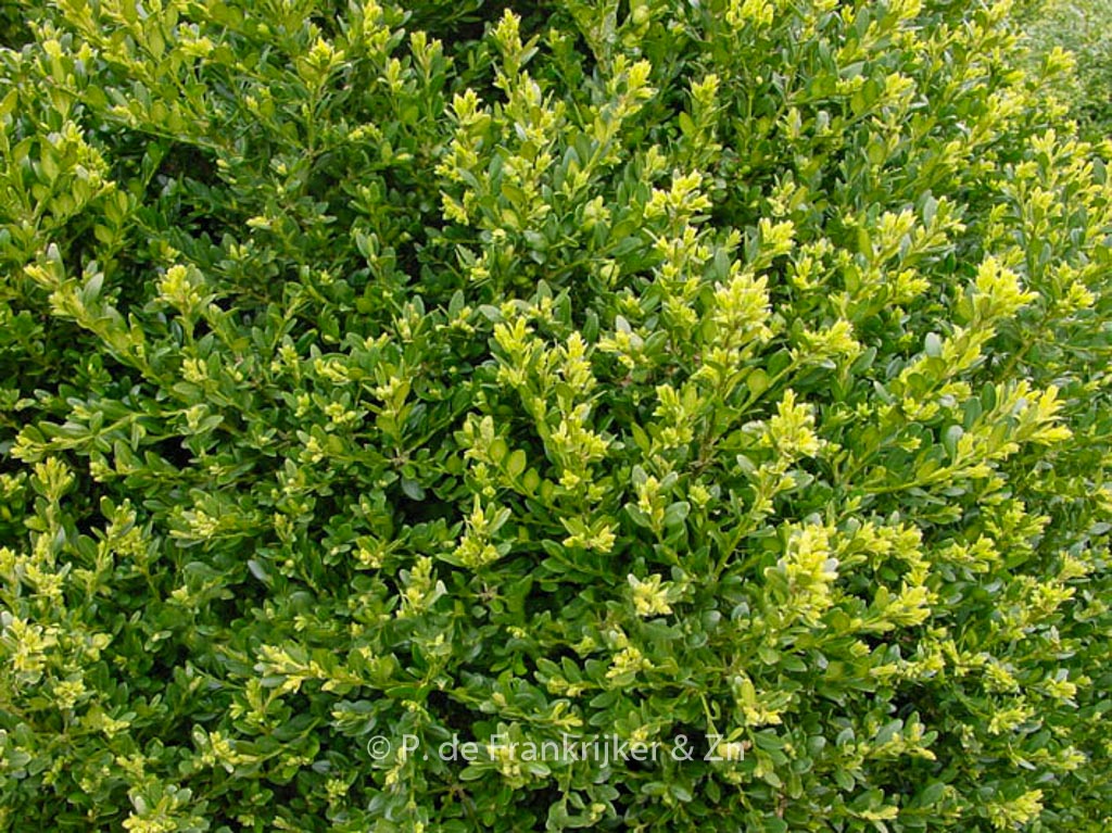 Buxus ‚Green Mound‘