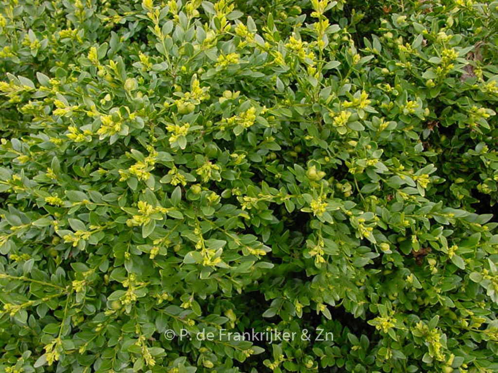 Buxus ‚Green Velvet‘