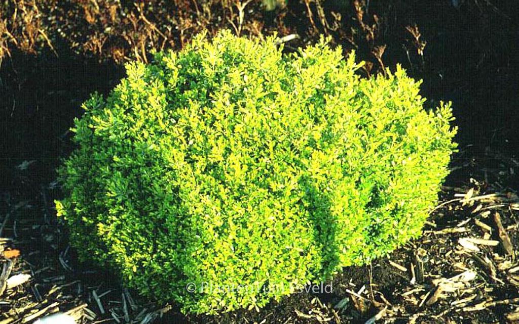 Buxus microphylla ‚Herrenhausen‘