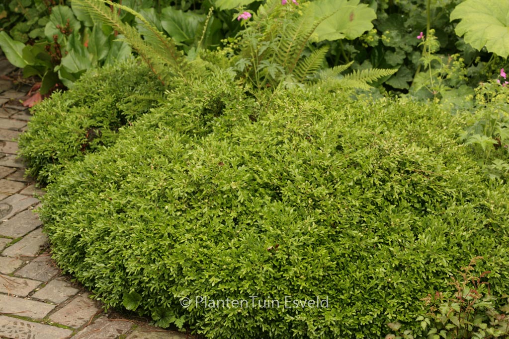 Buxus microphylla ‚Rococo‘