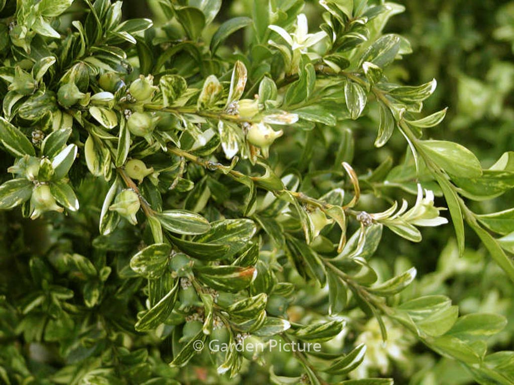 Buxus sempervirens ‚Aurea Pendula‘