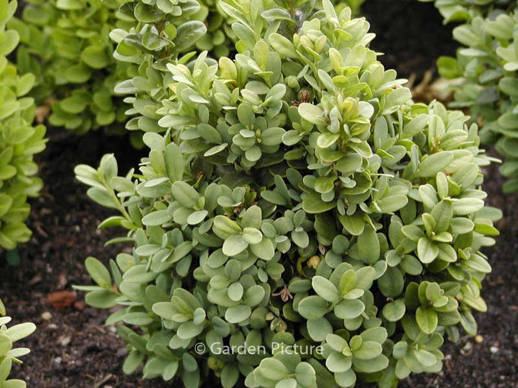 Buxus sempervirens ‚Blauer Heinz‘