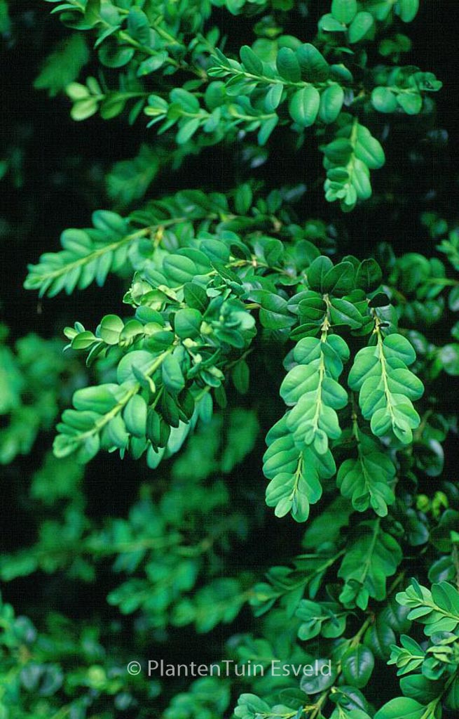 Buxus sempervirens ‚Bullata‘