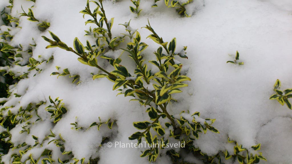 Buxus sempervirens ‚Elegans‘