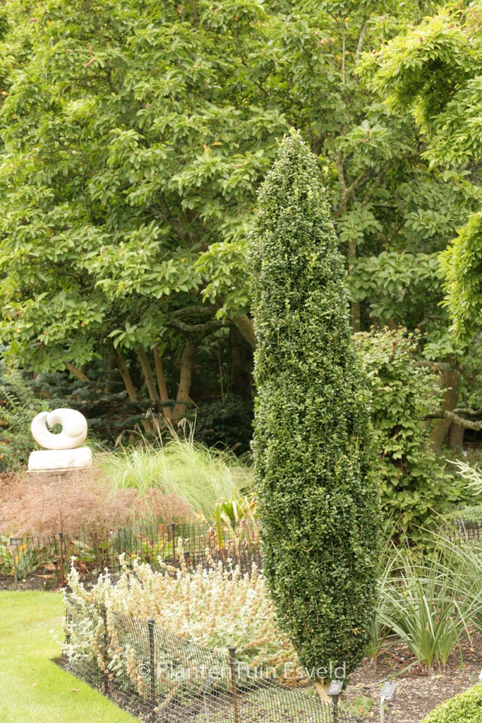 Buxus sempervirens ‚Graham Blandy‘