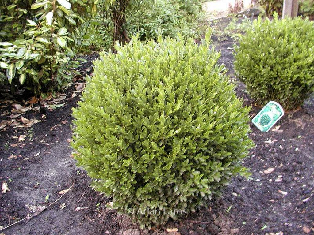 Buxus sempervirens ‚Green Balloon‘