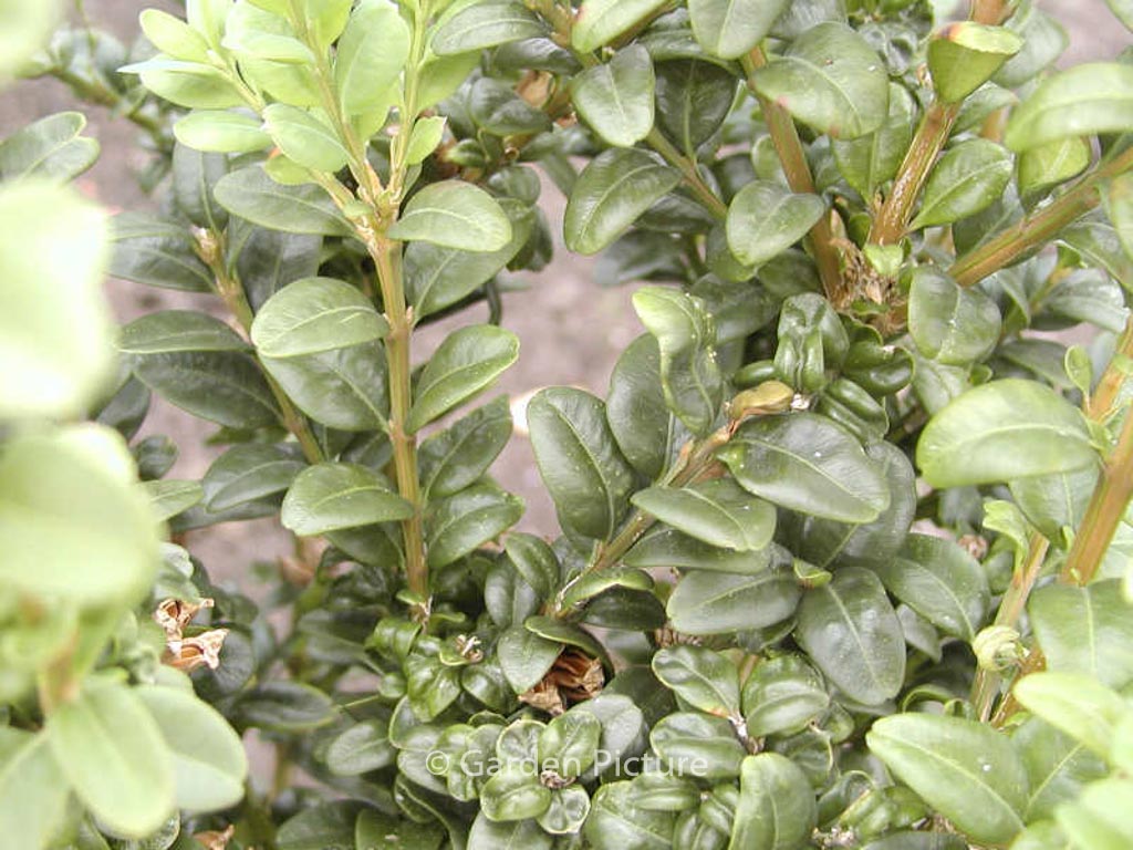 Buxus sempervirens ‚Handsworthiensis‘