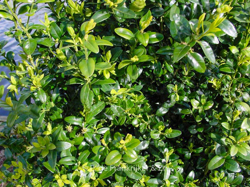Buxus sempervirens ‚Pyramidalis‘
