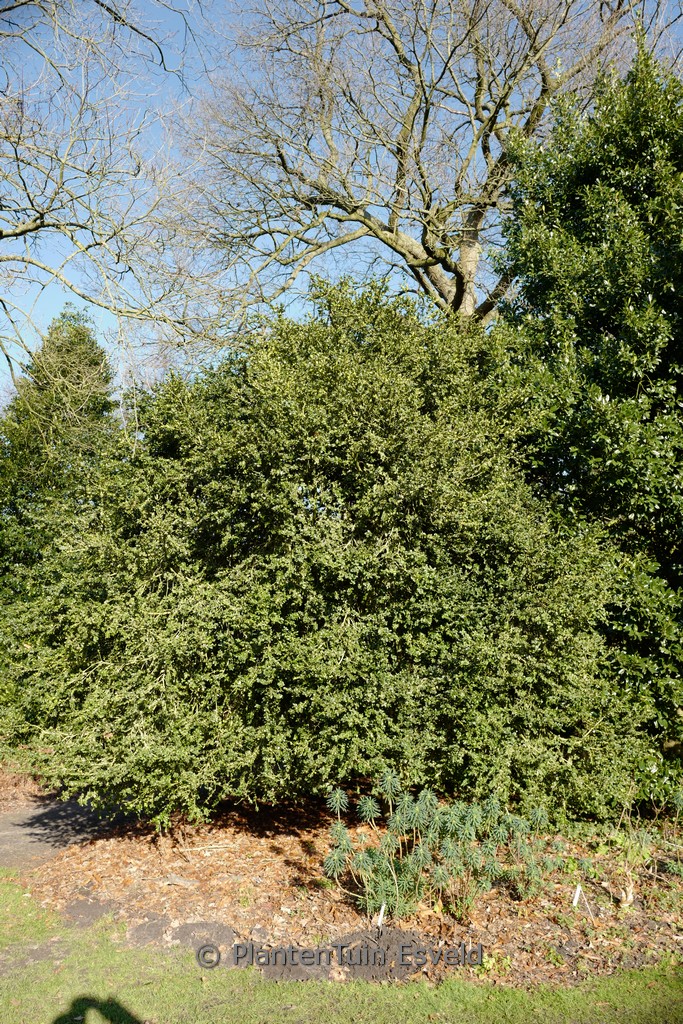 Buxus sempervirens ‚Rotundifolia‘