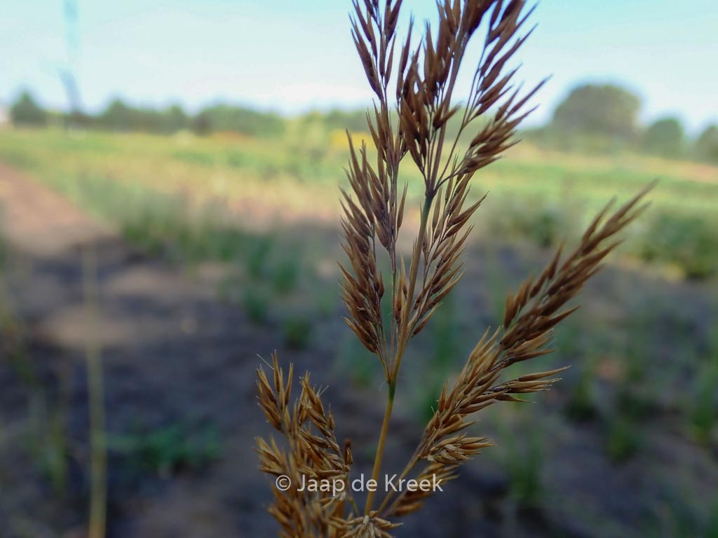Calamagrostis acutiflora ‚Avalanche‘