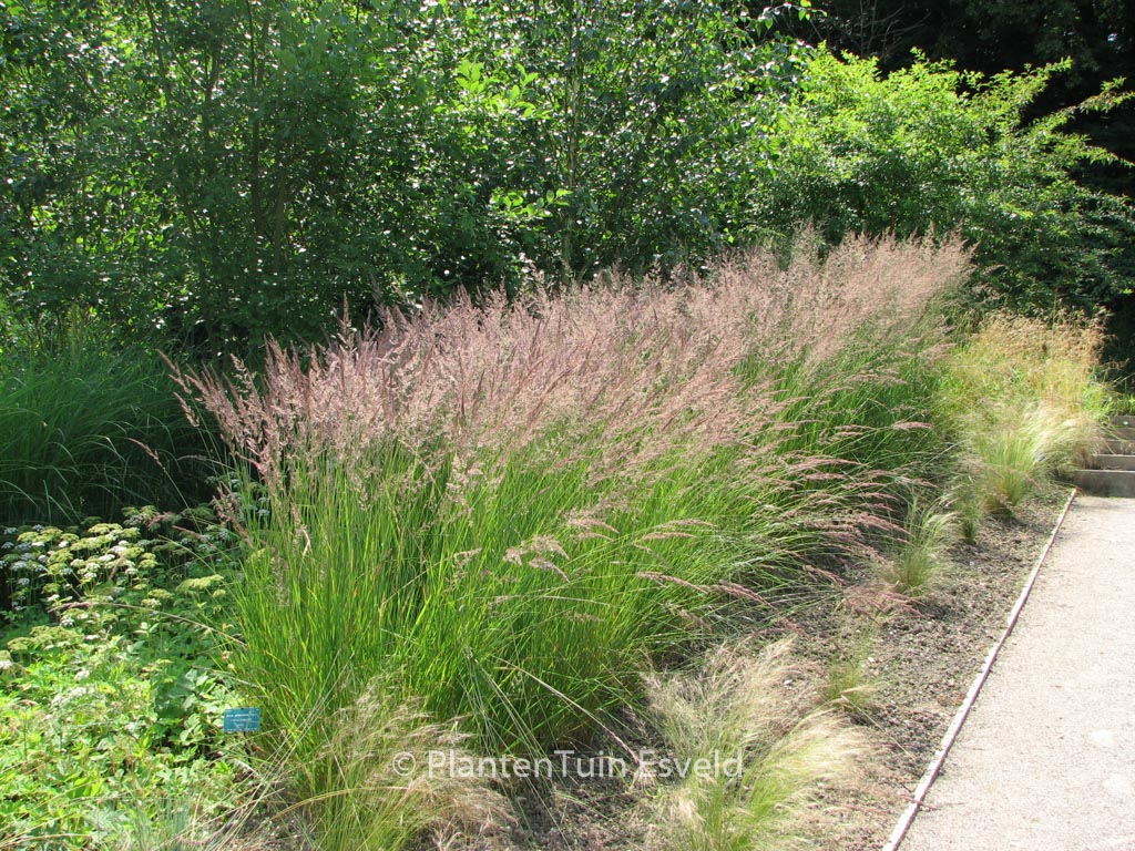 Calamagrostis acutiflora ‚Karl Foerster‘