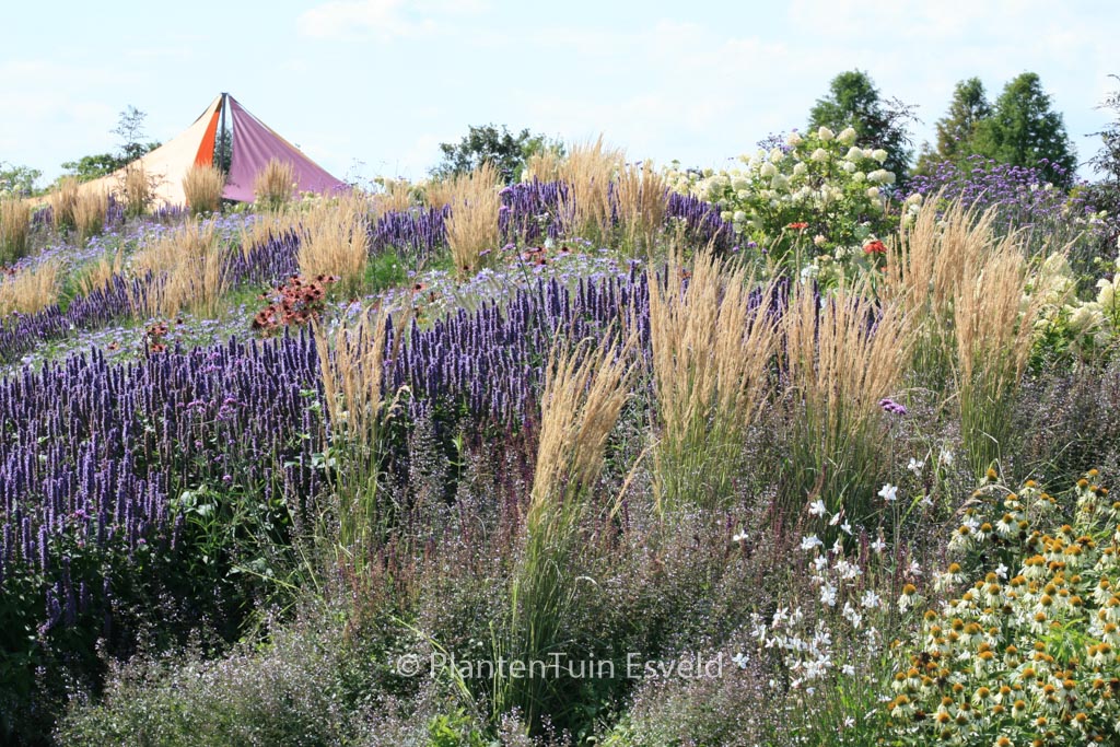 Calamagrostis acutiflora ‚Overdam‘