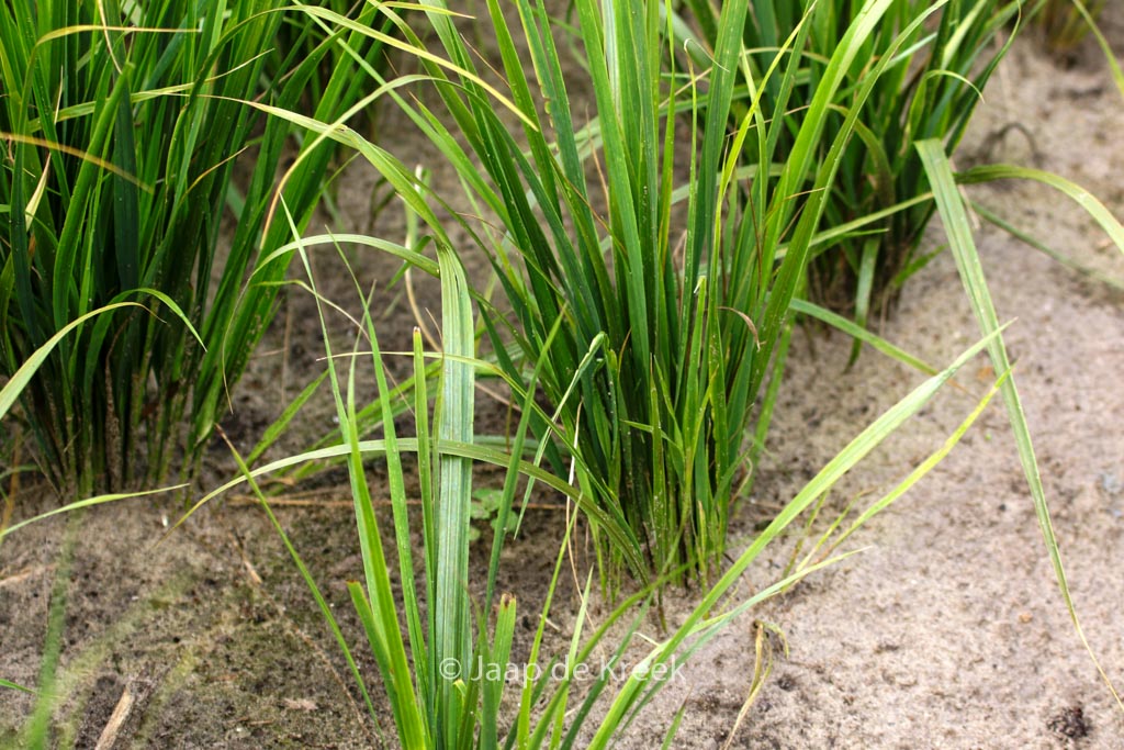 Calamagrostis acutiflora ‚Waldenbuch‘