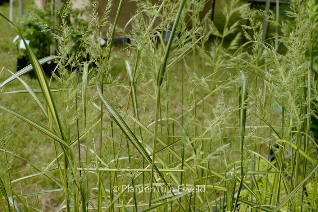 Calamagrostis acutifolia ‚Eldorado‘