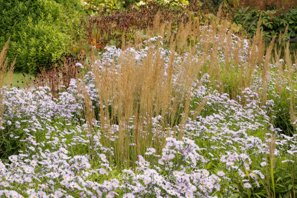 Calamagrostis brachytricha