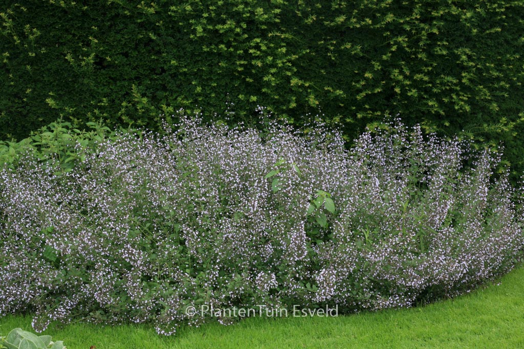 Calamintha nepeta ‚Blue Cloud‘