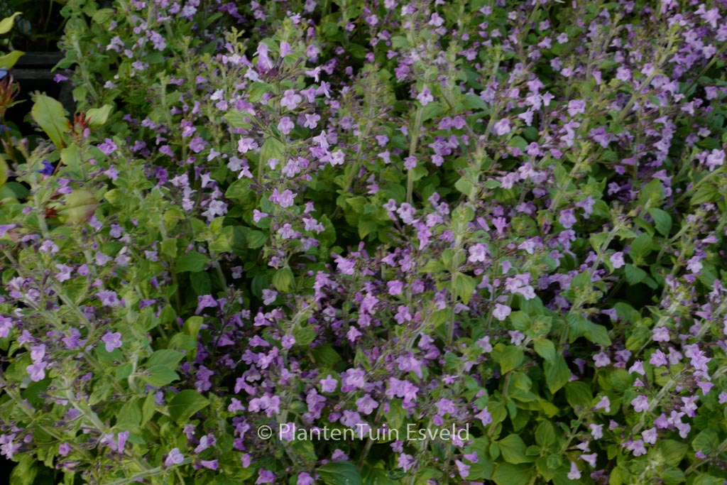 Calamintha nepeta ‚Marvelette Blue‘
