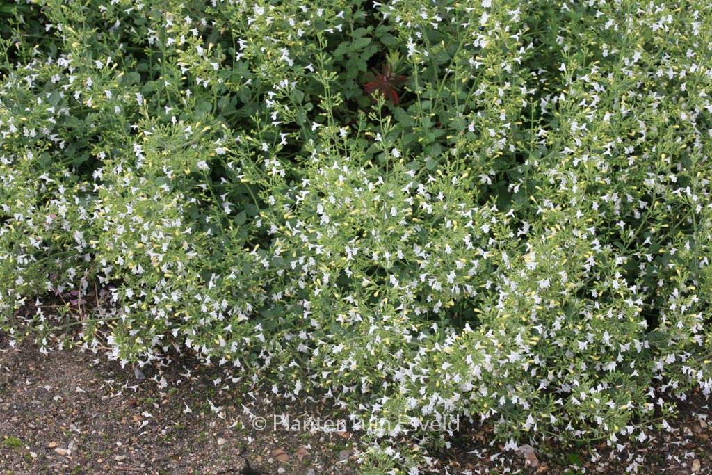 Calamintha nepeta ‚Weisser Riese‘