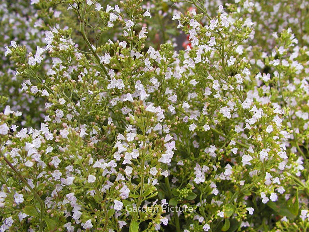 Calamintha nepeta