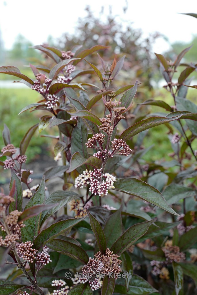 Callicarpa ‚Pearl Glam‘