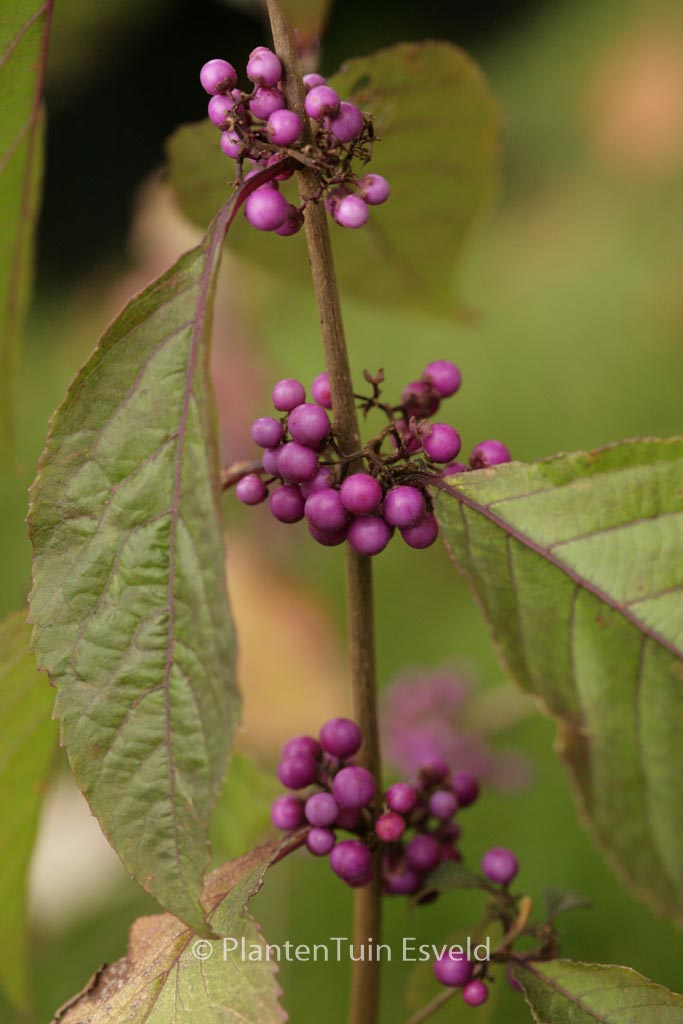 Callicarpa bodinieri ‚Imperial Pearl‘