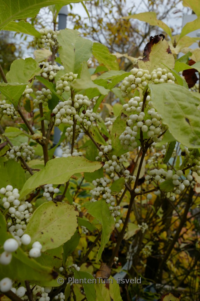 Callicarpa bodinieri MAGICAL ‚Snowstar‘