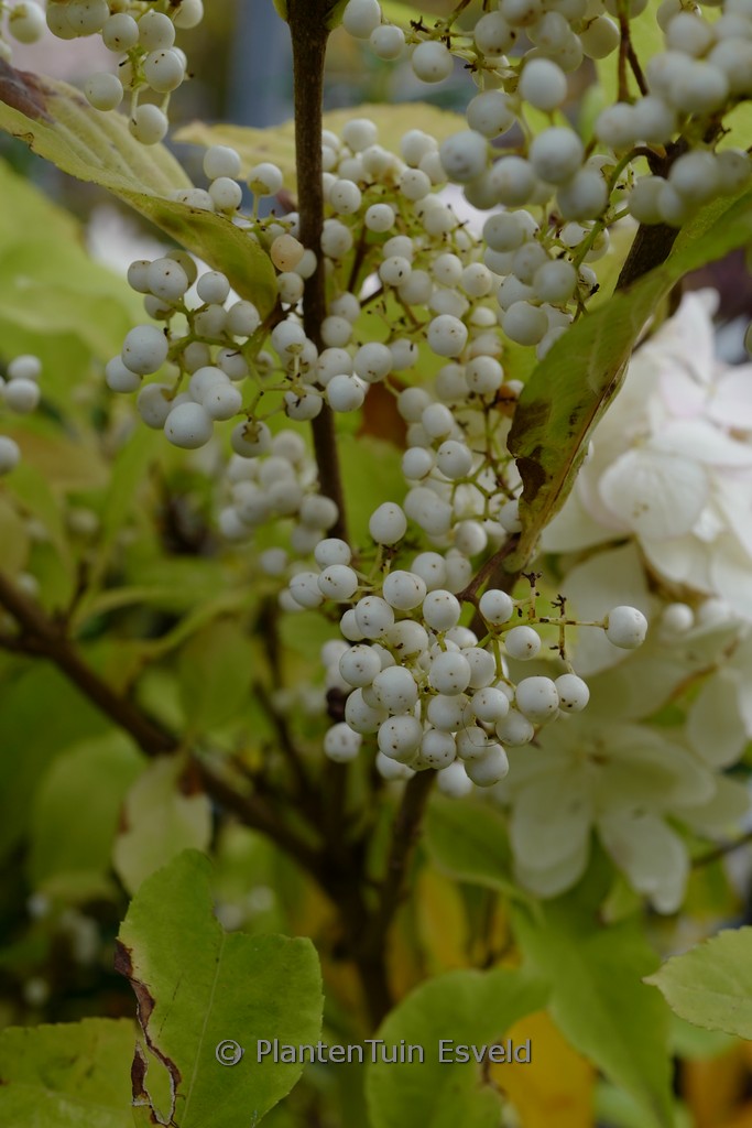 Callicarpa bodinieri ‚Magical Snow Queen‘